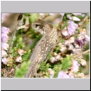 Lacerta agilis - Zauneidechse jung03.jpg